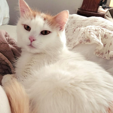 A fluffy long-haired cat with white and orange patches lying on a bed with patterned bedding and a blanket in a home setting.Melissa Gallagher