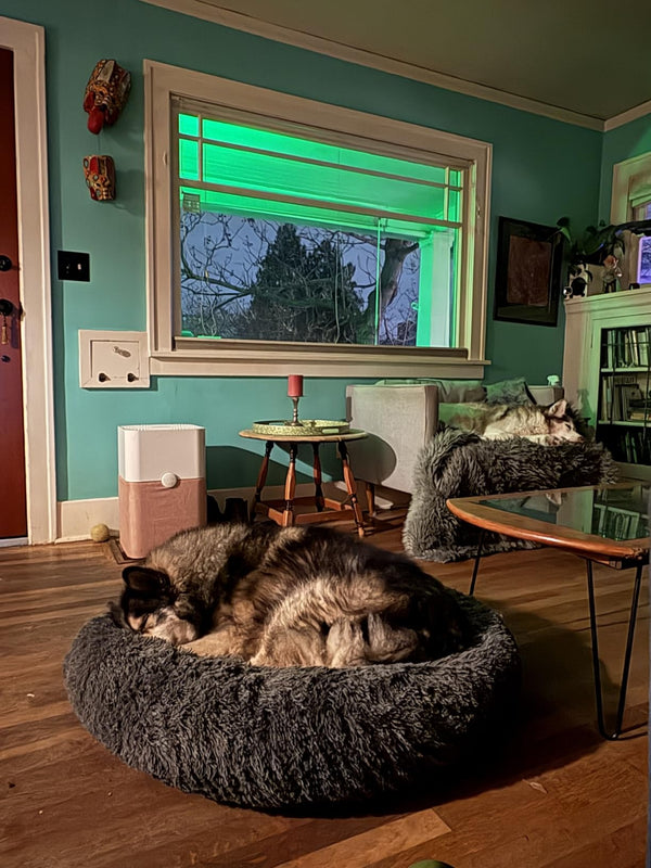 Sunday reset for the dog beds