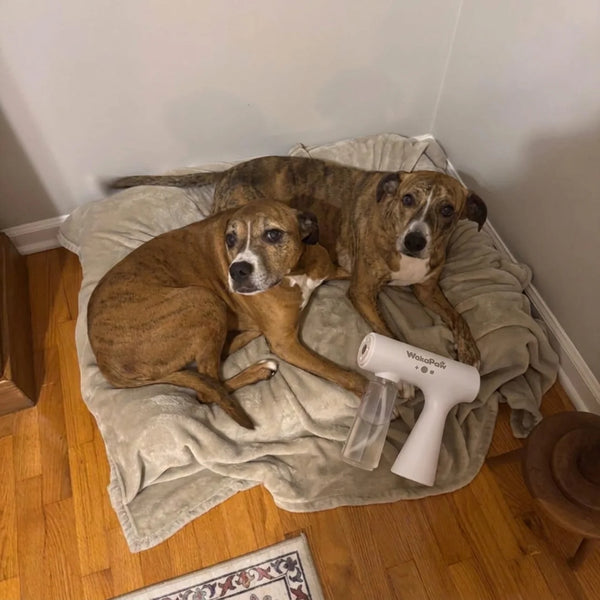 Couch is ours again