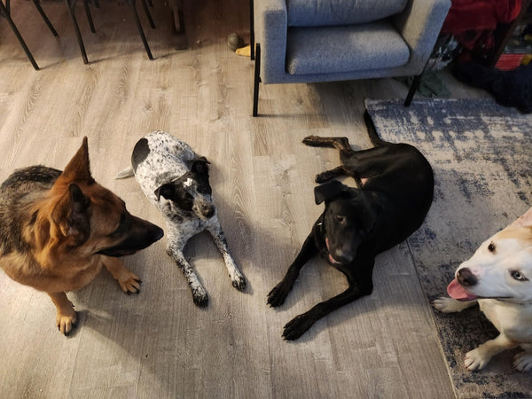 Best Product for Multi-Pet Households!